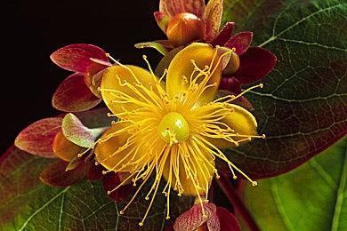 6月畅销总榜出炉 《艾尔登法环：黑夜君临》蝉联第一